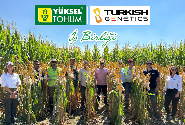 🌟 Yüksel Tohum ve Turkish Genetics İş Birliği!🌽🌻